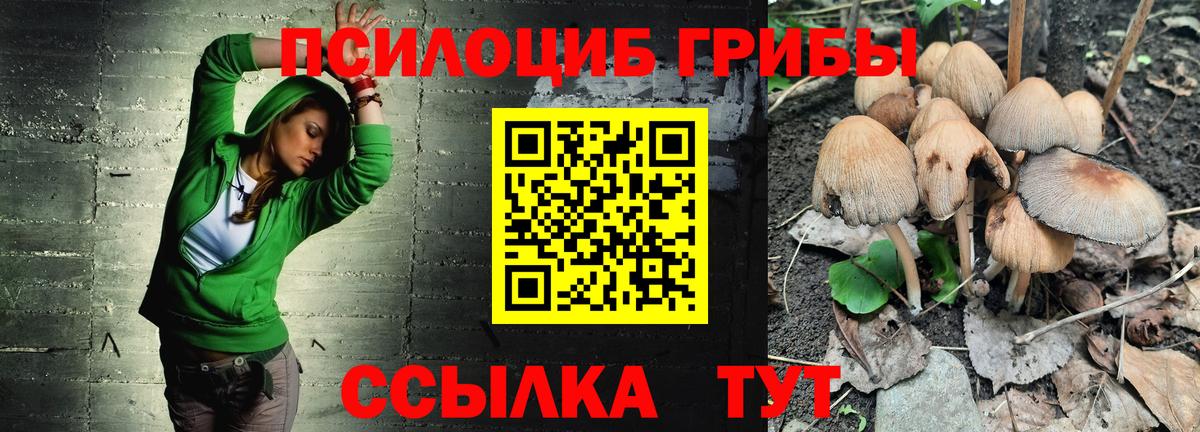 Псилоцибиновые грибы Psilocybe Саяногорск